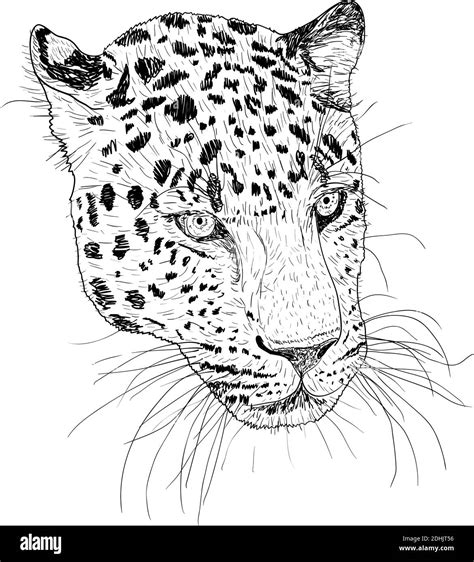 Sketch silhouette sketch leopard face on white background illustration ...