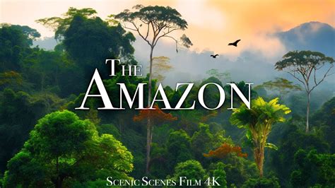 The Amazon 4K - Amazon Jungle and its Wild Animals | Rainforest Sounds ...