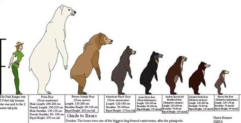 How Tall is a Polar Bear - Polar Bear Height - Zooologist | Bear ...