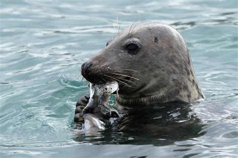 Murfs Wildlife : Atlantic Grey Seals