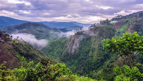 African rainforests are surprisingly resilient to heat and drought ...