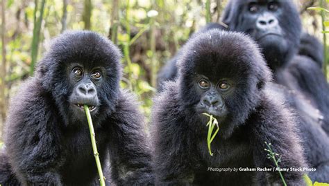 Protecting Rwanda’s mountain gorillas | African Wildlife Foundation