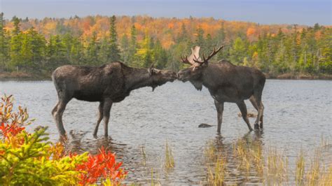 Conserve habitat for moose - CPAWS Manitoba