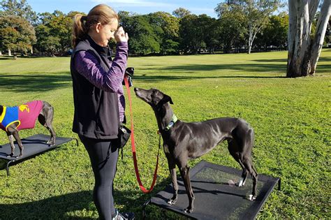 Greyhound training for pet greyhounds — Fellowship of the Paws