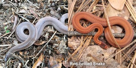 Red-bellied Snake – Florida Snake ID Guide