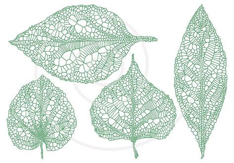 Leaf Veins Vector at Vectorified.com | Collection of Leaf Veins Vector ...