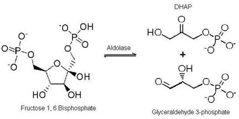 Dihydroxyacetone phosphate - Alchetron, the free social encyclopedia