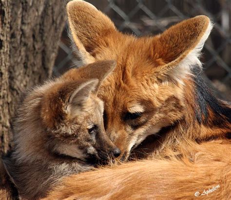 Cathy Sheeter Fine Art: maned wolf puppies at Denver zoo