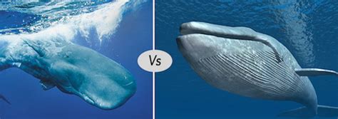 Blue whale vs Sperm Whale difference and fight comparison - Discover animal