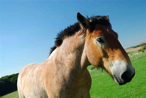 Ardennes Horse - Full Profile, History, and Care