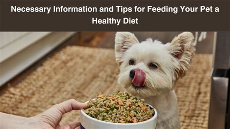 Tips for Feeding Your Pet a Healthy Diet - Furry Talez