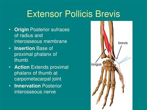 Extensor Pollicis Brevis Origin Insertion Nerve Supply And Action ...