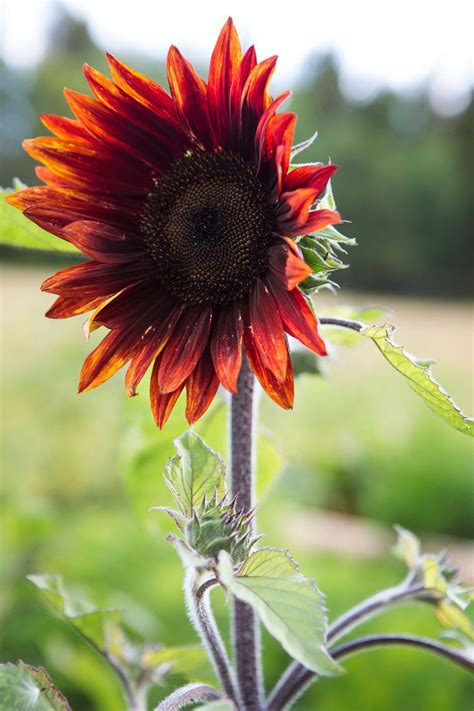 Red sunflower variety #BeautifulFlowers | Red sunflowers, Blooming ...