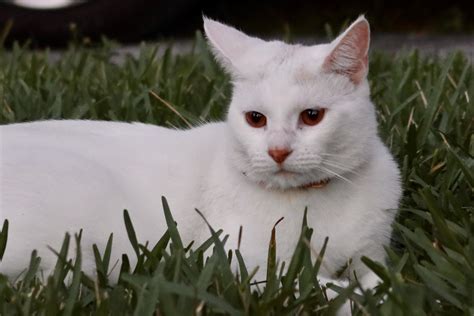 White Cat With Red Eyes