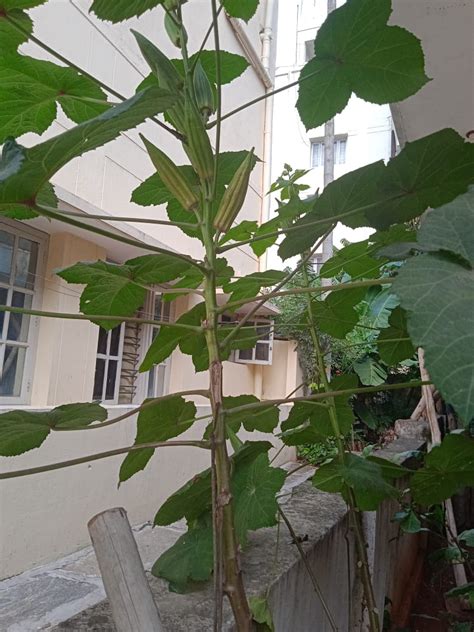 Tree Okra | Sahaja Seeds