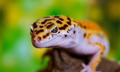 Leopard Gecko Care 101: Habitat, Diet, Feeding Guide & Care Sheet