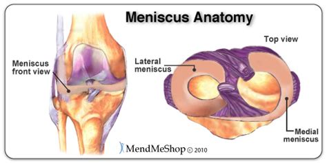 Knee Meniscus Anatomy