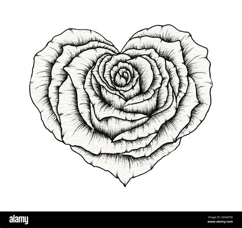 Valentine rose heart line art drawing, floral rose heart ink sketch ...