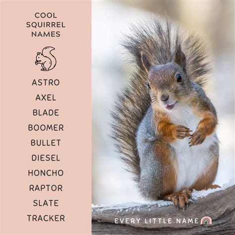 210+ Best Squirrel Names (Cute, Funny, and Cool) - Every Little Name