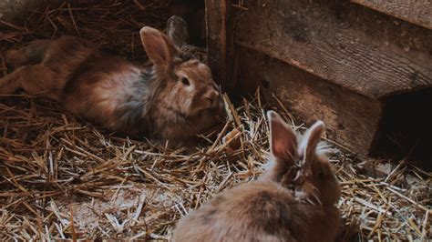 How to Prepare a Rabbit Nest Box - Everbreed