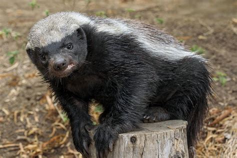 Honey badgers are tenacious and intelligent animals. | Honey badger ...