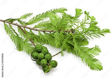 Bald Cypress Cones and Leaves Stock Photo | Adobe Stock