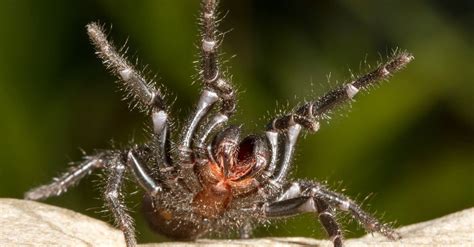 Look Out for This 2 Spiders in Vermont! - AZ Animals