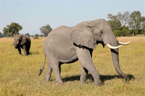 Botswana med nødappell etter elefant-massedød