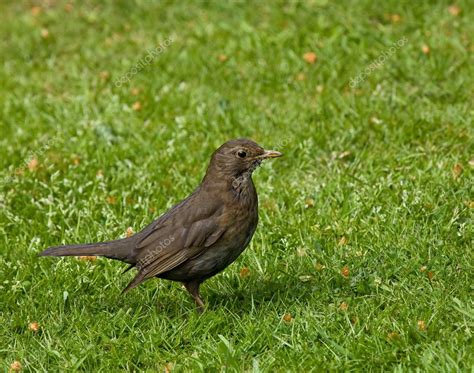 Common Blackbird female — Stock Photo © suerob #2334144