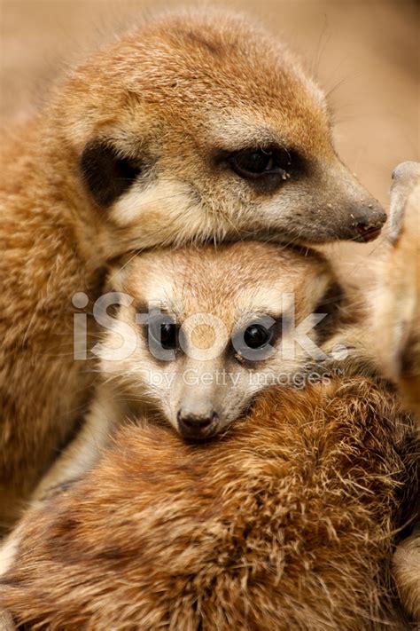 Meerkat Family Stock Photos - FreeImages.com