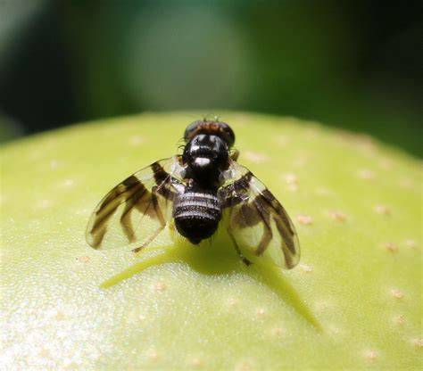 apple maggot control and treatments for trees and in the garden