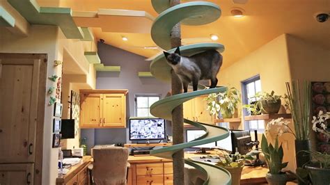 Man Turns His House Into Indoor Cat Playland and Our Hearts Explode ...