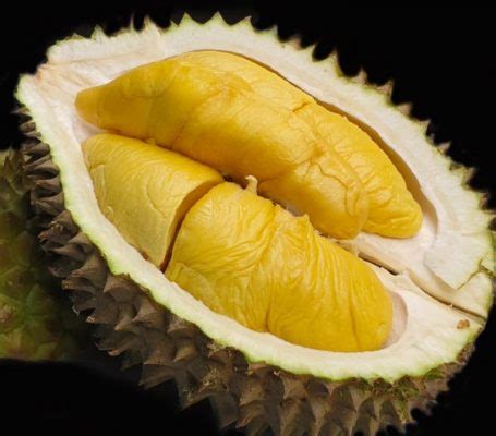 D24 Durian - Malaysia durian page