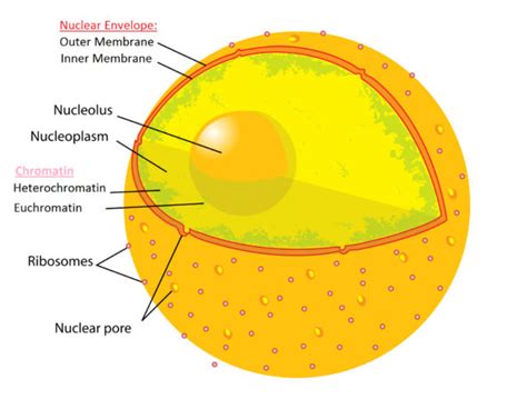 Cell Nucleus: Definition, Structure and Functions | Biology EduCare