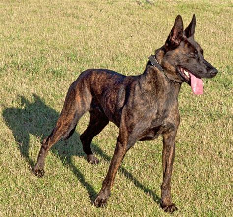 Belgian Malinois Colors Brindle