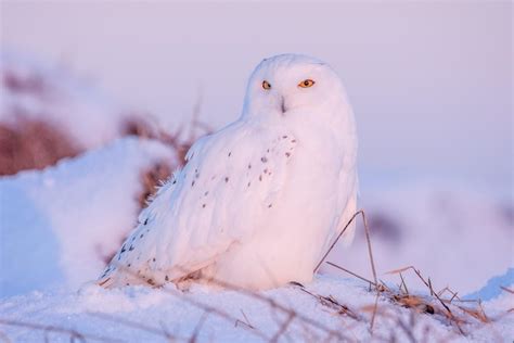 24 Wild Animals in Iceland [Wildlife in Iceland] - Kevmrc