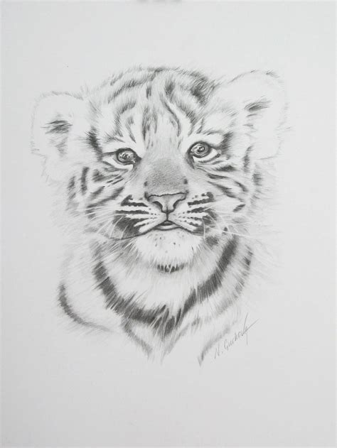 Baby Tiger Sketch at PaintingValley.com | Explore collection of Baby ...