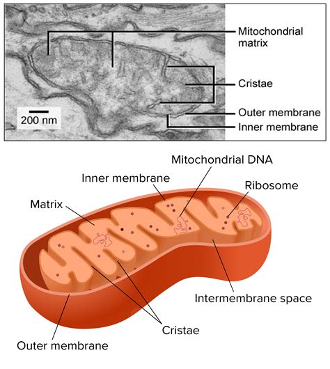 Mitochondria In Plant Cell