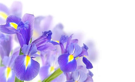 Purple Irises Background | Iris flowers, Purple iris, Bulb flowers