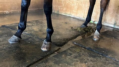 Horse Laminitis & Founder: Causes, Symptoms, & Treatment