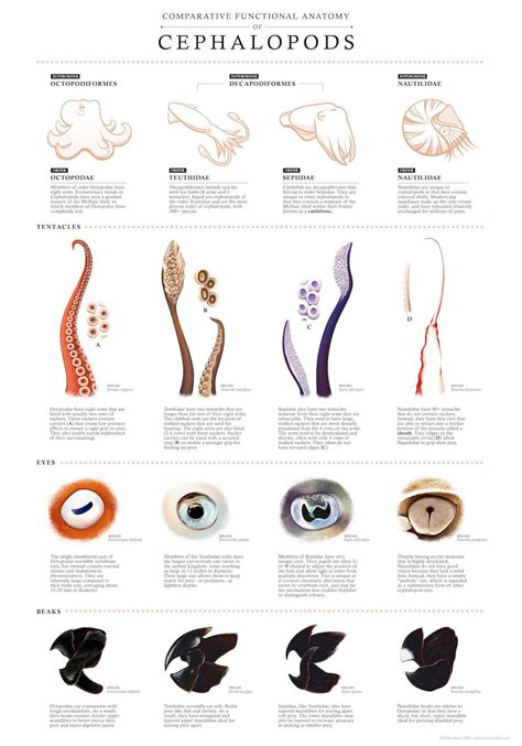 A Fascinating Print Comparing Cephalopod Anatomy