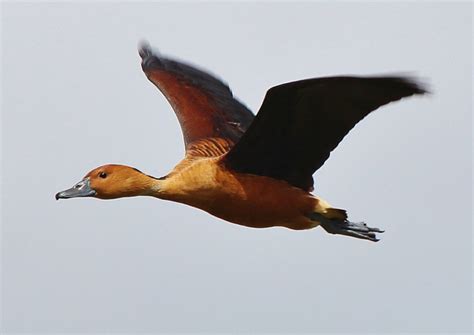 Fulvous Whistling-Duck – birdfinding.info