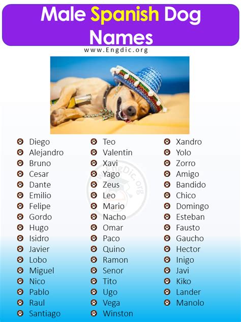 200+ Most Popular Spanish Dog Names (Male, Female) - EngDic