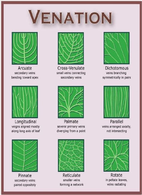 Leaves | Plants, Botany, Plant science