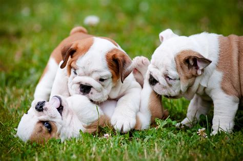 8 Essential Facts About English Bulldogs - Greenfield Puppies