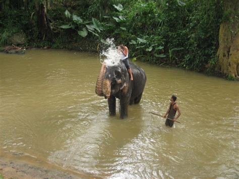 Sri Lanka - Riverside Elephant Park | Elephant park, Favorite places ...