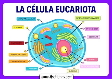 Mapa Mental De La Celula Partes De La Celula Celulas Eucariotas Udocz ...