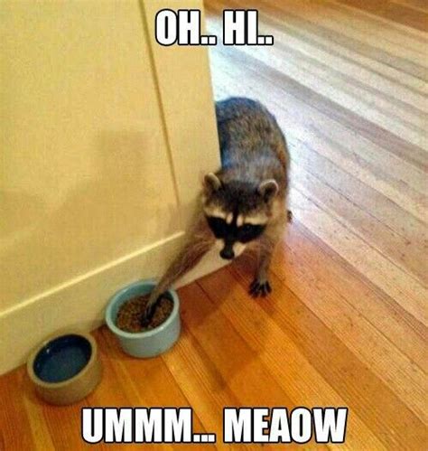 Raccoon cat lol | Cute funny animals, Funny animal jokes, Funny animal ...