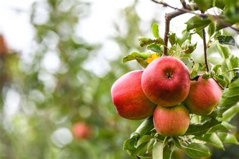 Apple Orchards & Apple Picking in North Carolina - 52 Perfect Days