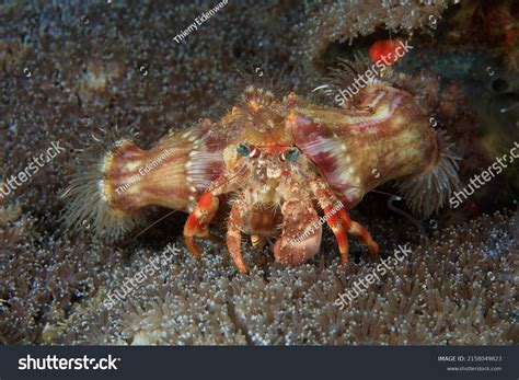 681 Hermit Crab And Sea Anemone Images, Stock Photos & Vectors ...